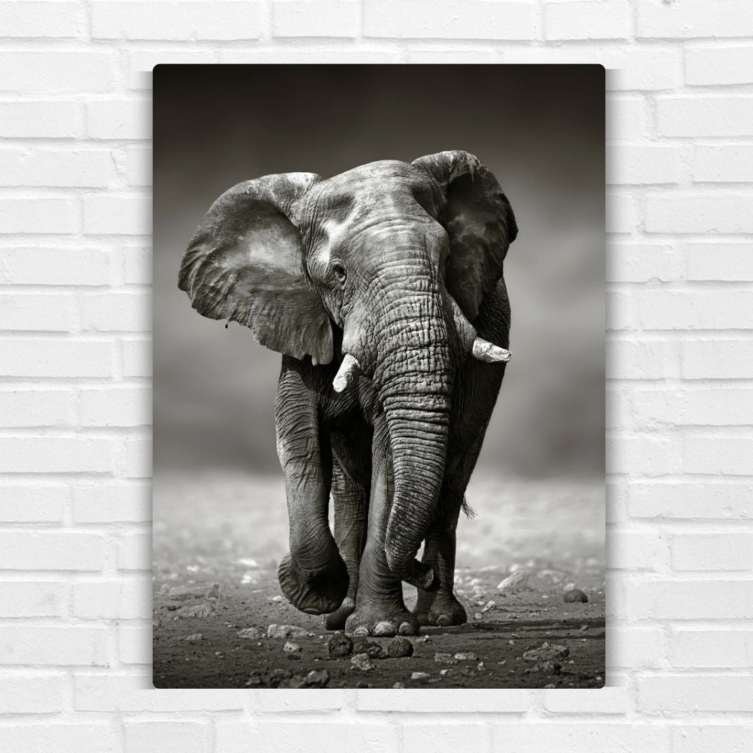 Elephant In Black & White Metal Poster