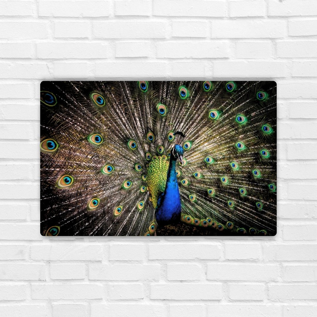 Peacock Metal Poster