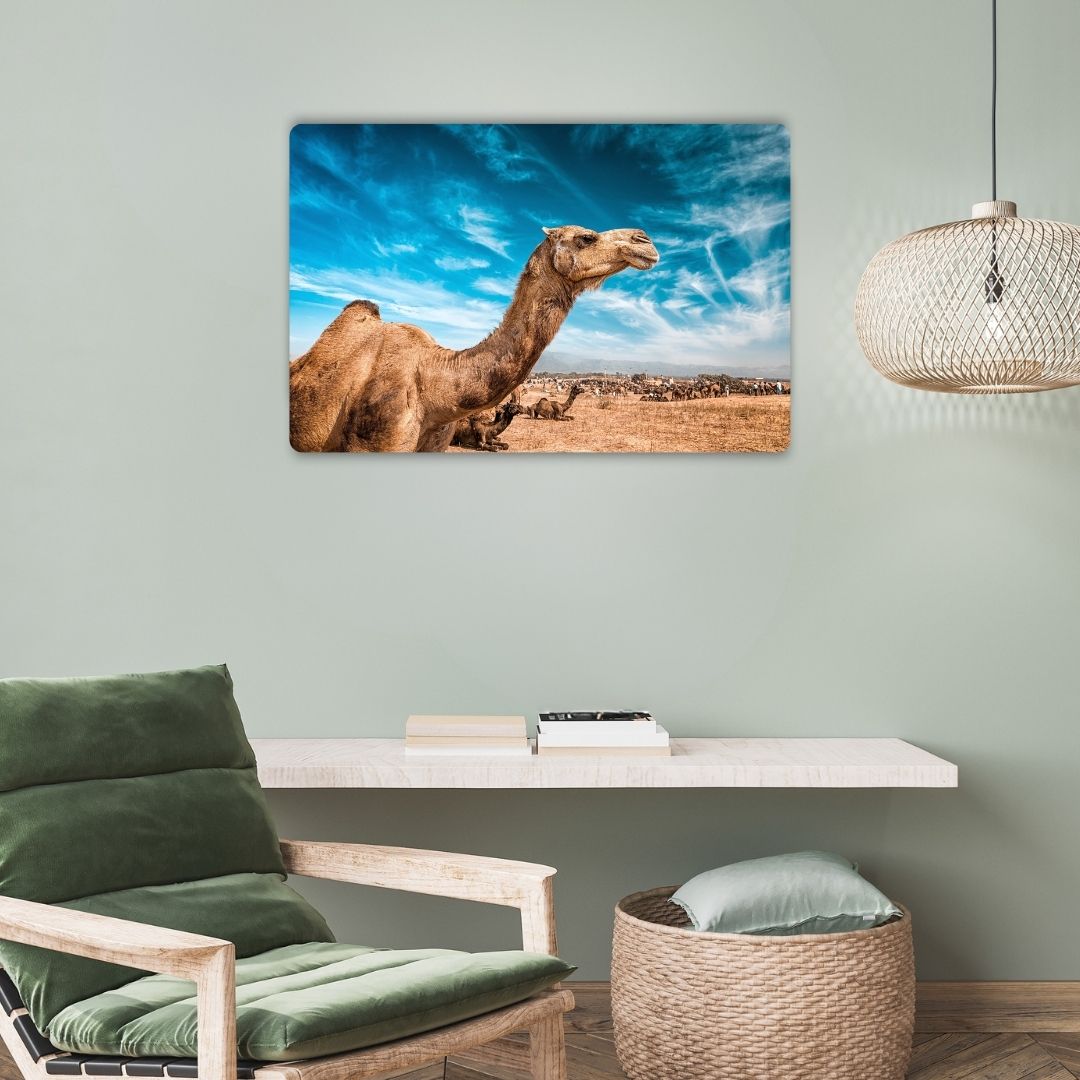Desert Gaze - Camel Metal Poster