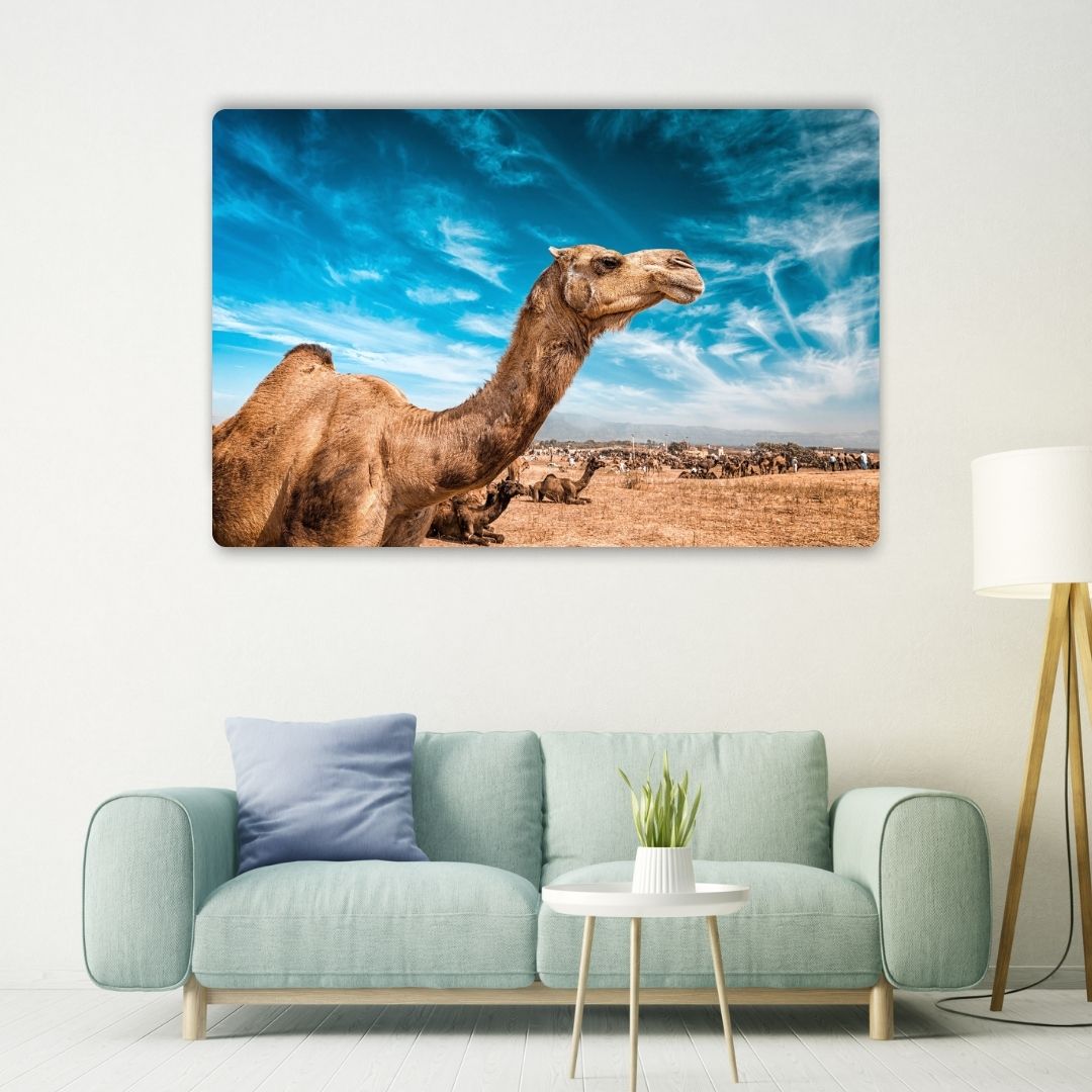 Desert Gaze - Camel Metal Poster