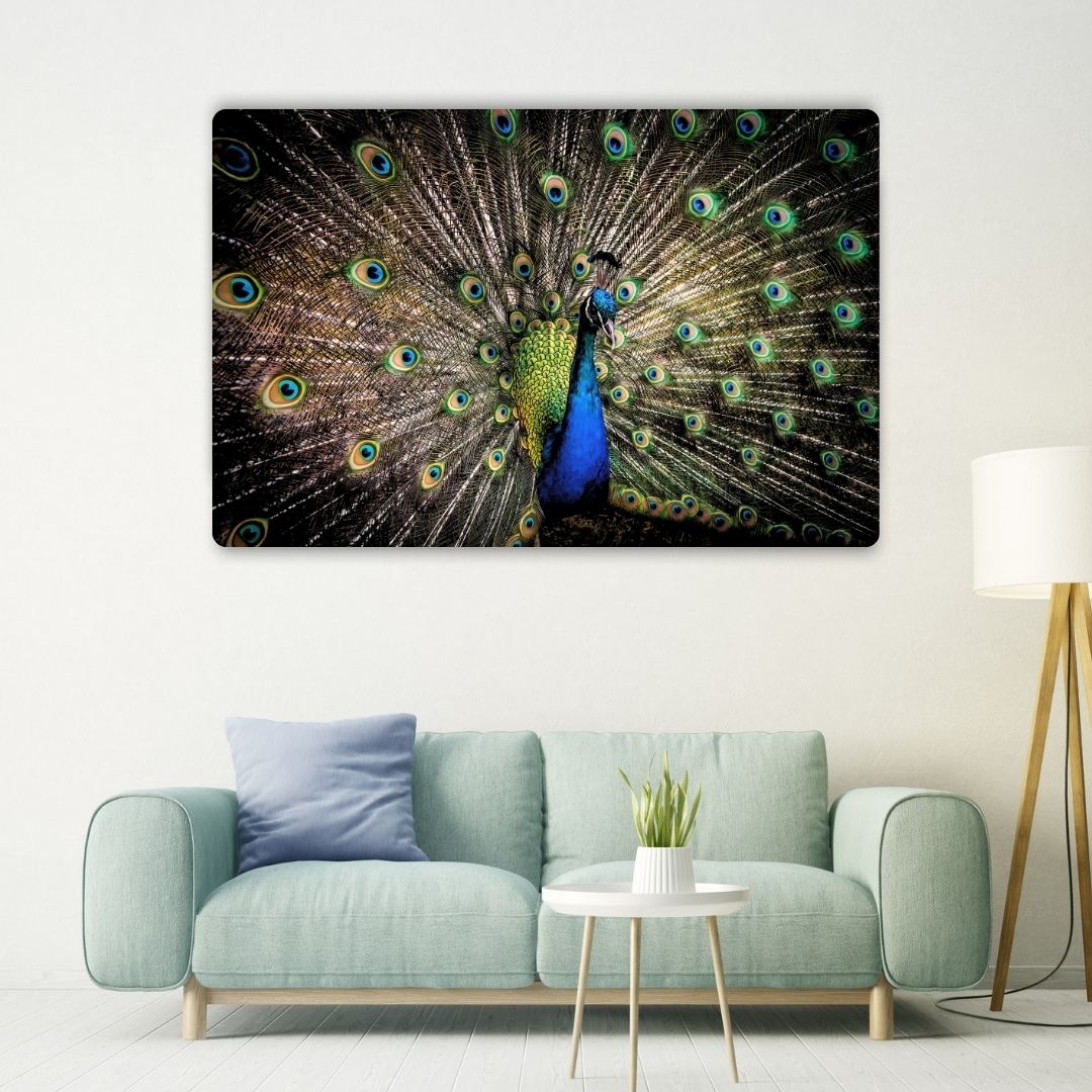 Peacock Metal Poster