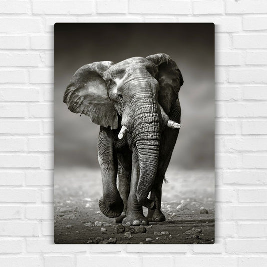 Elephant In Black & White Metal Poster