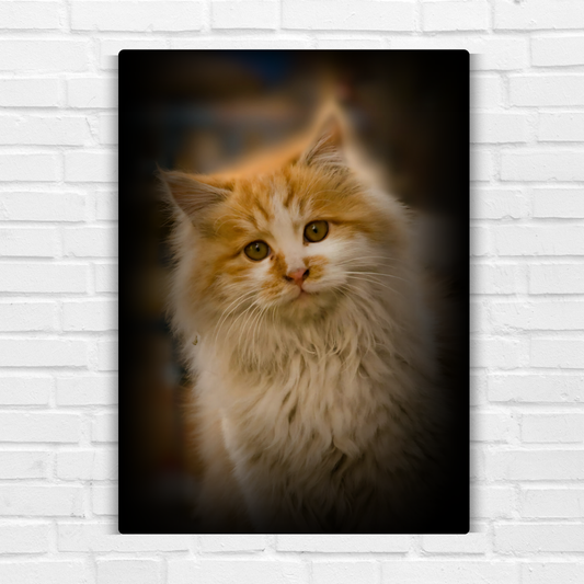 Siberian Cat Metal Poster