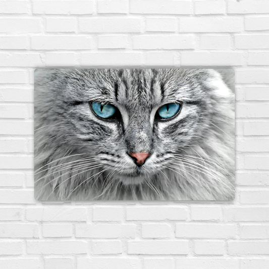 Tabby Cat Metal Poster