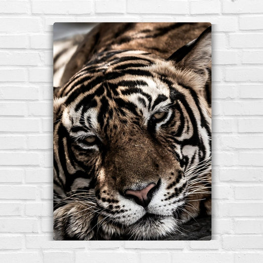 Bengal Tiger Metal Poster
