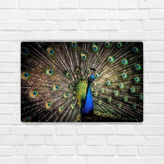 Peacock Metal Poster
