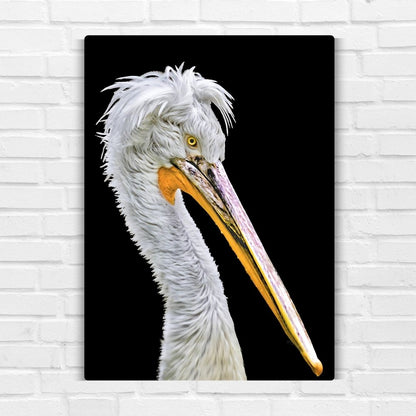 Dalmatian Pelican Metal Poster