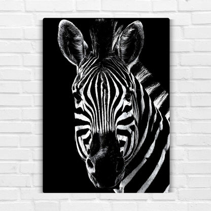 African Zebra Metal Poster