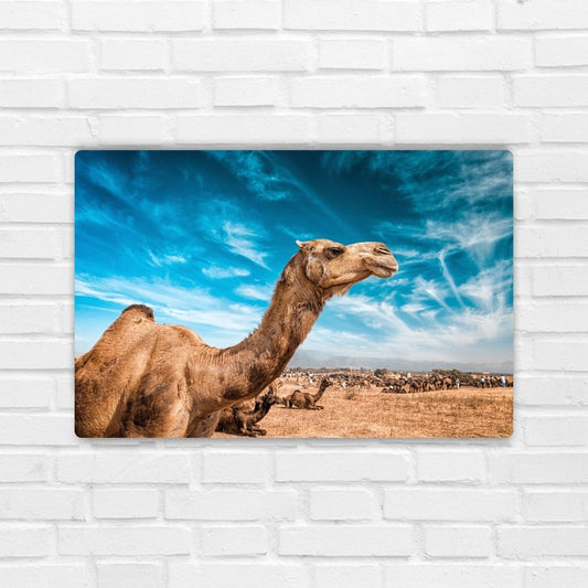 Desert Gaze - Camel Metal Poster