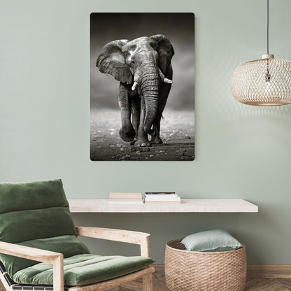 Elephant In Black & White Metal Poster