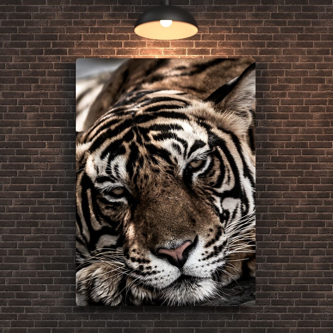 Bengal Tiger Metal Poster