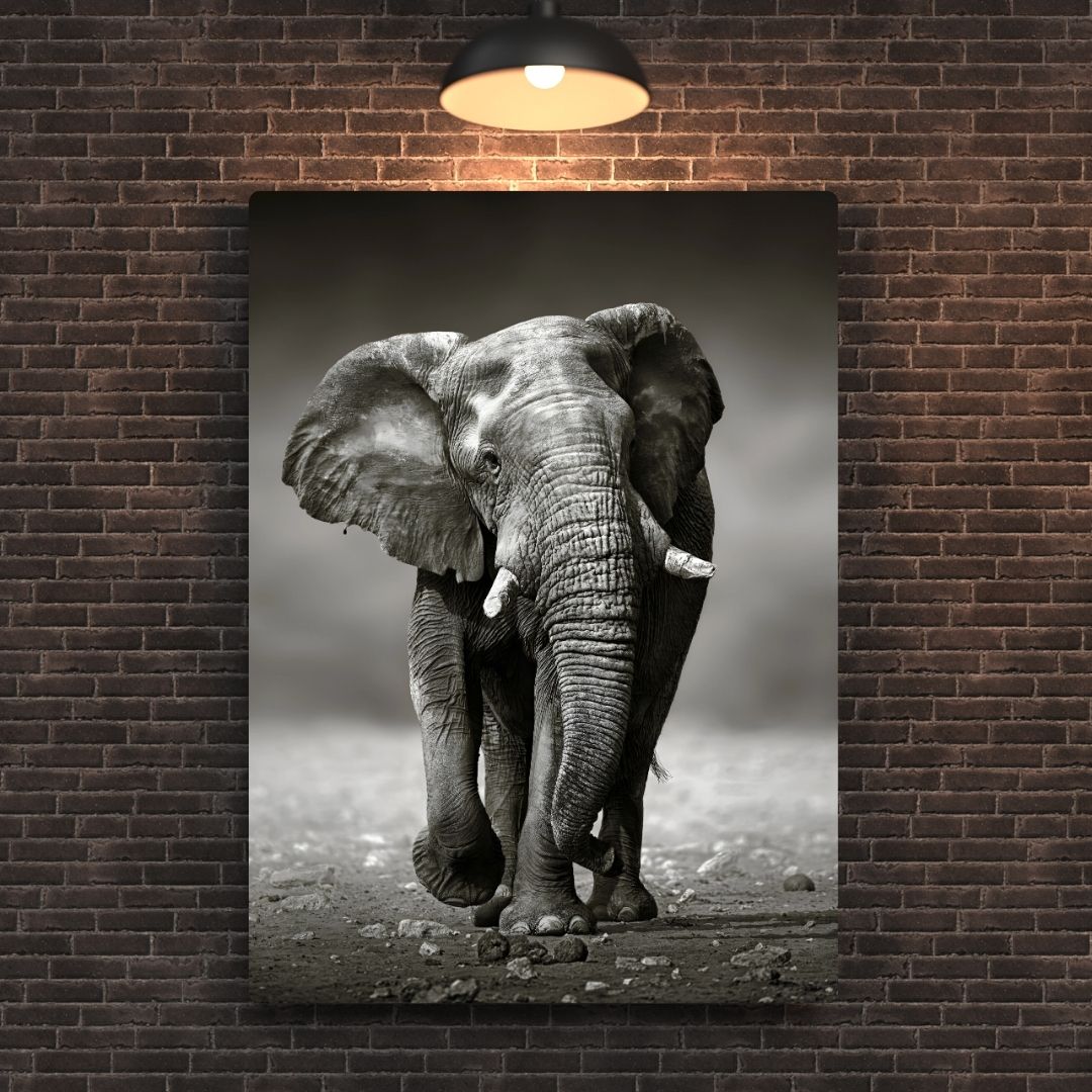 Elephant In Black & White Metal Poster
